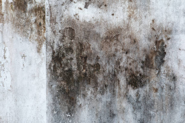 Best Black Mold Removal  in Chesapeake, VA