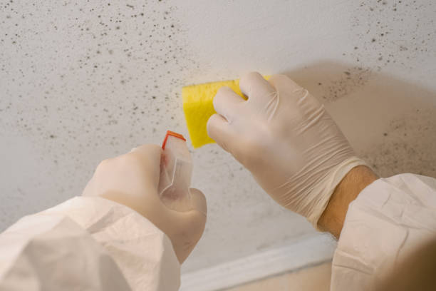 Best Asbestos and Lead Testing During Mold Inspection  in Chesapeake, VA