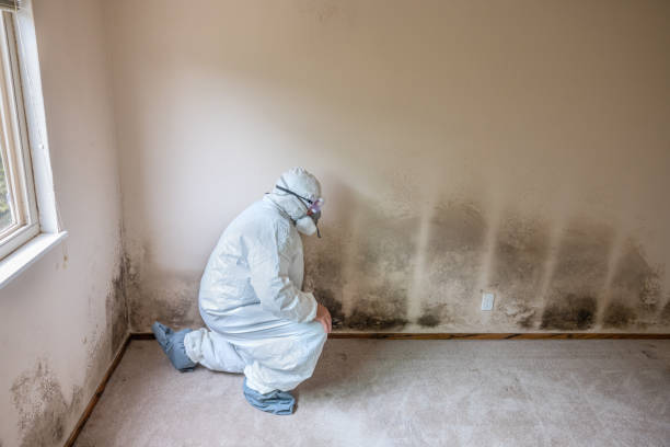 Best Mold Documentation for Insurance Claims  in Chesapeake, VA